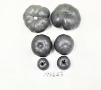 Click for 1 image(s) for this accession. FRUIT